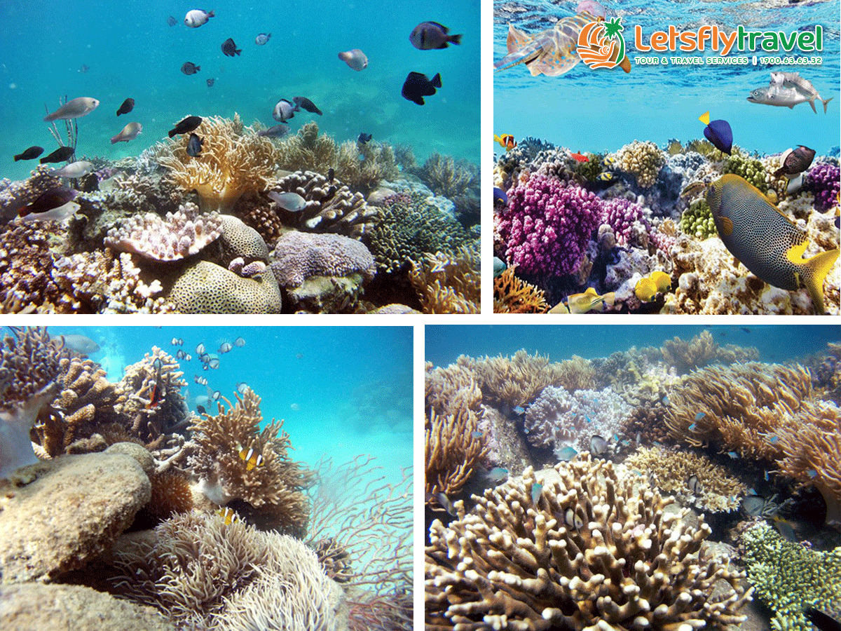 Rạn san hô đầy màu sắc dưới lòng đại dương Nha Trang