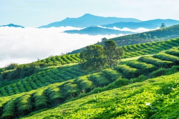 Đà Lạt có gì chơi? Ai chưa biết thì xem liền bài viết này ngay