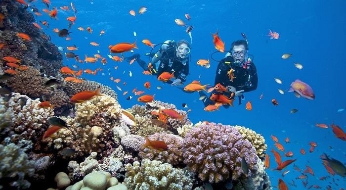 Nha Trang Diving Trip At The Wild Island Tour