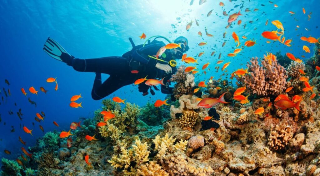 Tour Lặn Biển Nha Trang Scuba Diving | Ngắm San Hô 1 Ngày