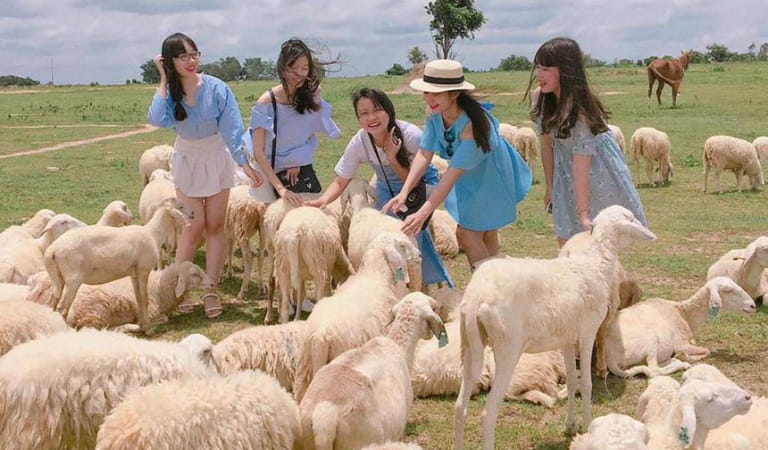 Du khách trải nghiệm hoạt động tương tác với cừu trong tour Bình Hưng – Đồng Cừu – Vườn Nho