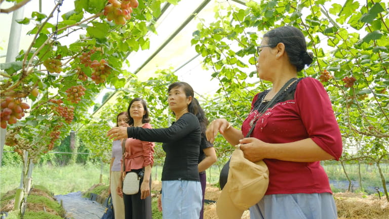 Vườn nho Ninh Thuận