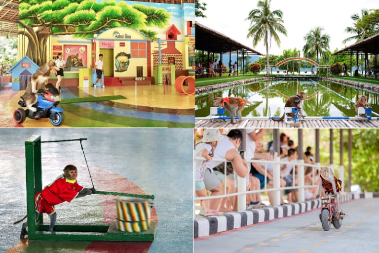 Xem xiếc khỉ tại Đảo Khỉ