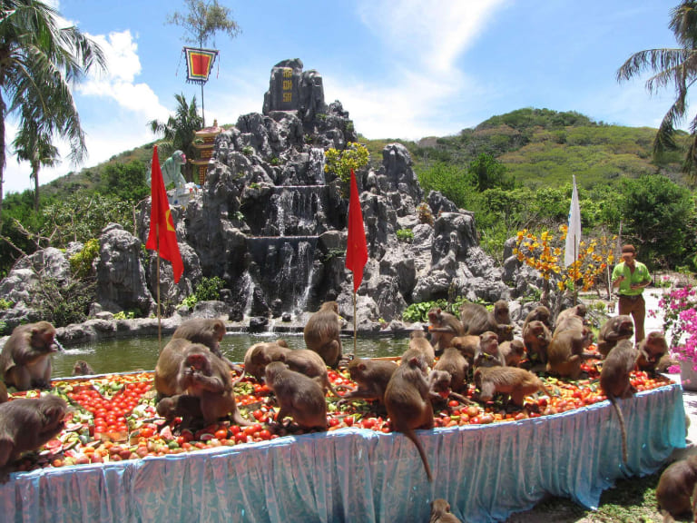 Những chú khỉ trên Đảo Khỉ