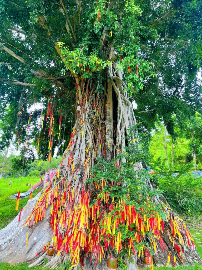 Tour thác Yang Bay 1 ngày