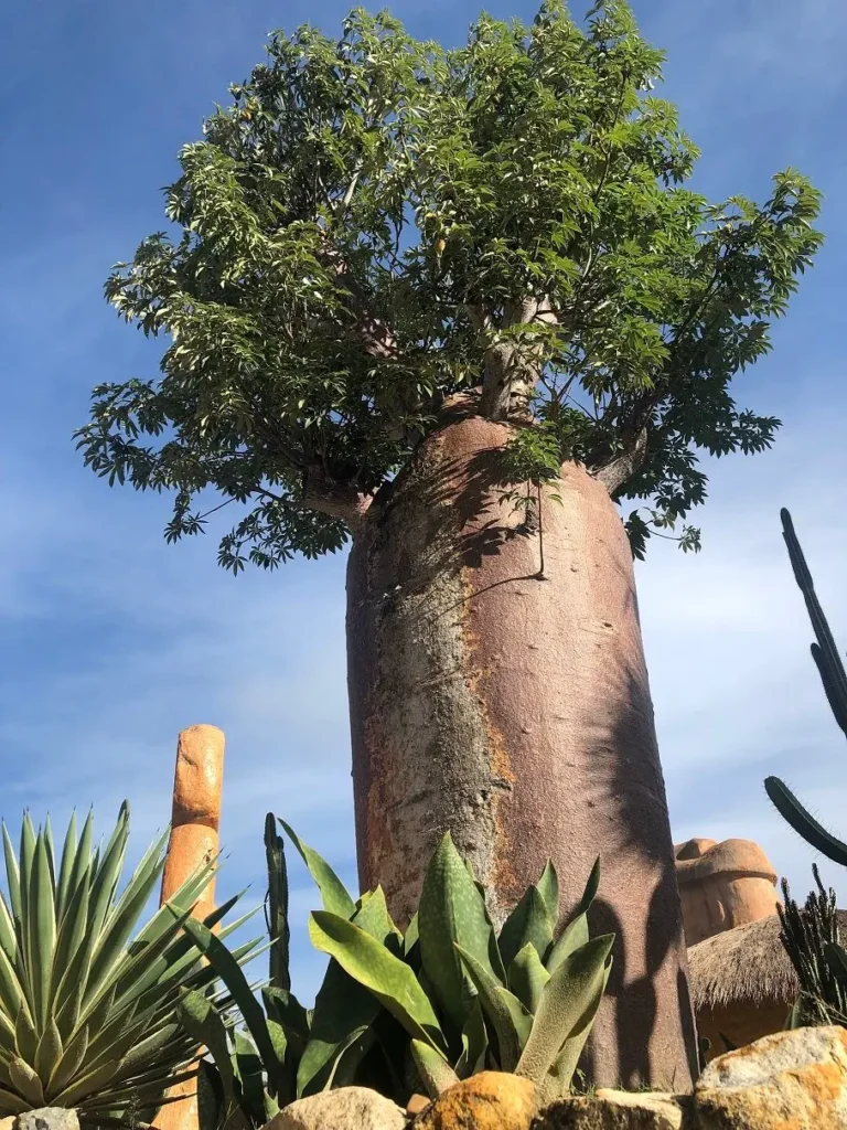 Cây Baobab, còn được gọi là cây "ngược"