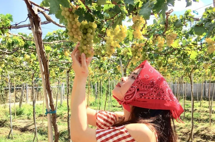 Tanyoli – Hang Rai – Ninh Thuan Grape Garden 1 day tour