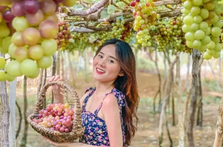 Tanyoli – Hang Rai – Ninh Thuan Grape Garden 1 day tour