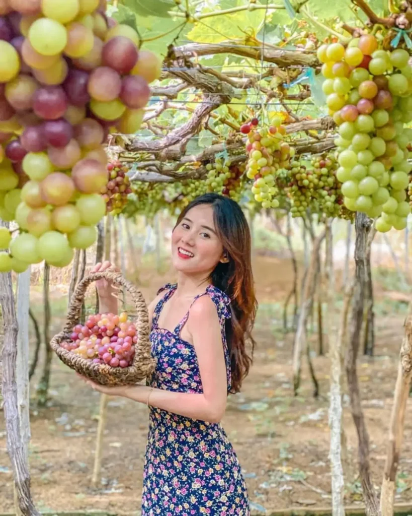 Tour Đồng Cừu – Vĩnh Hy – Vườn Nho 1 ngày | Let’s Fly Travel