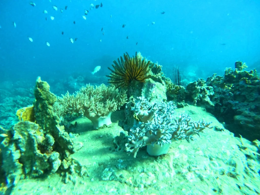 Tour đi bộ dưới đáy biển Nha Trang (sea walking)