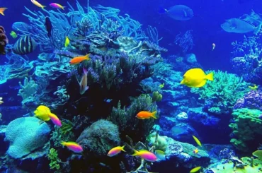 Viện Hải Dương Học Nha Trang – Khám phá 20.000+ sinh vật biển