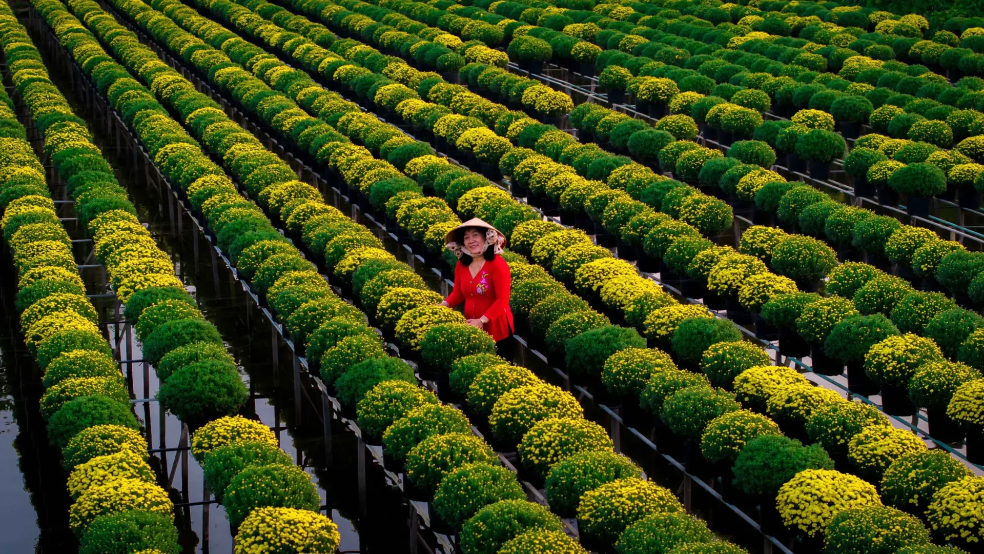 Không khí tết tràn ngập tại thành phố du lịch Nha Trang