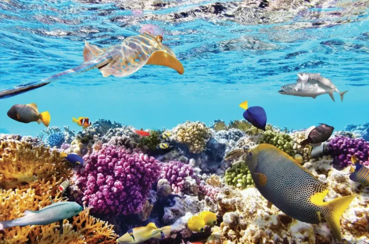 Nha Trang Diving Trip At The Wild Island Tour