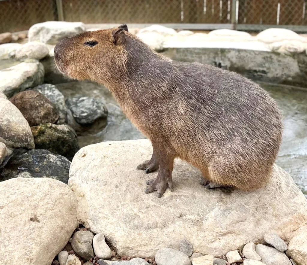 Tour sở thú ZooDoo