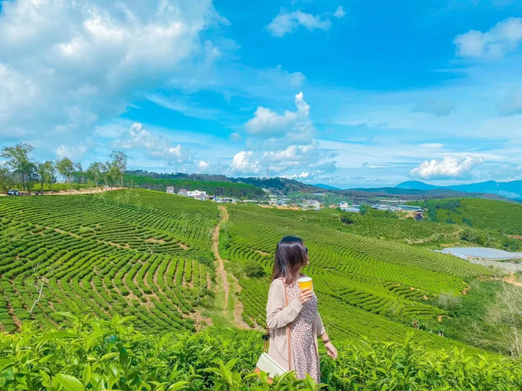 Tour Đà Lạt 1 ngày đẹp quên lối về
