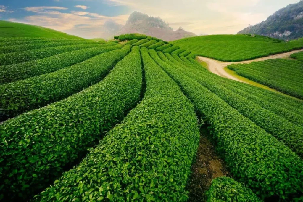 Tour Đà Lạt 1 ngày đẹp quên lối về
