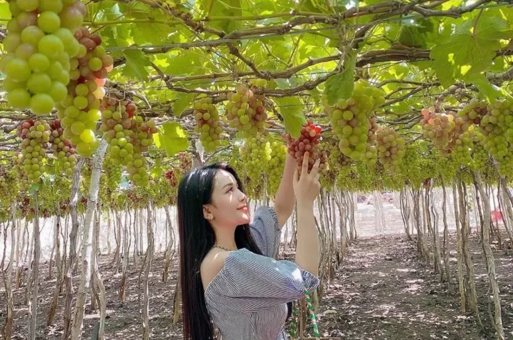 Private Tour Bau Truc Pottery Village & The Po Klong Garai Towers