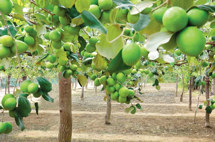 Private Tour Bau Truc Pottery Village & The Po Klong Garai Towers