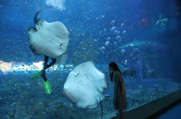 Vé Vinwonders Phú Quốc