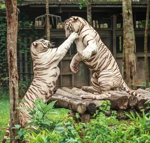 Vé Vinpearl Safari Phú Quốc