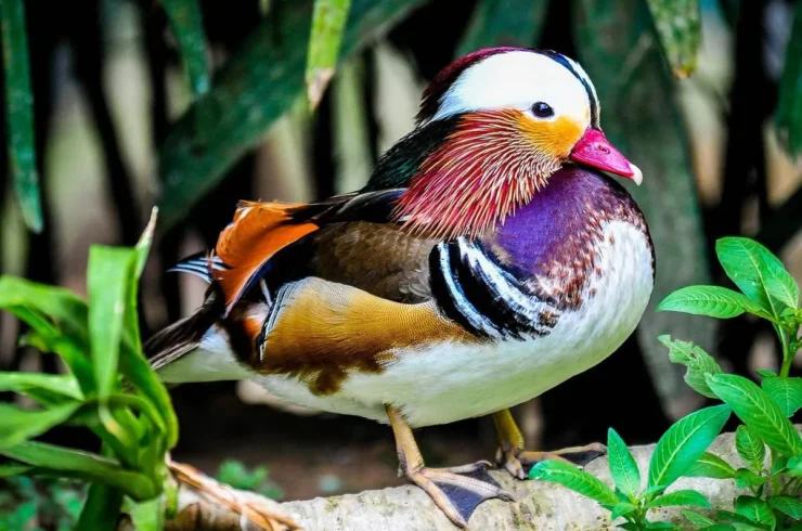 Vé Vinpearl Safari Phú Quốc