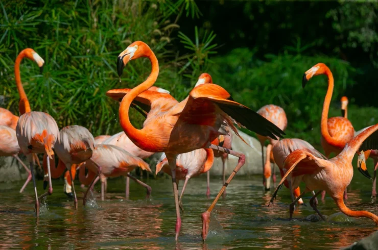 Vé Vinpearl Safari Phú Quốc