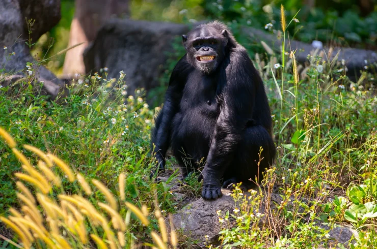 Vé Vinpearl Safari Phú Quốc