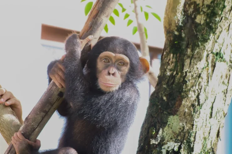 Vé Vinpearl Safari Phú Quốc