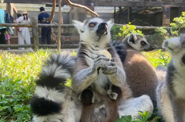 Vé Vinpearl Safari Phú Quốc