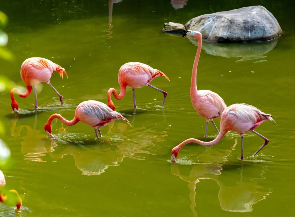 Vé Vinpearl Safari Phú Quốc