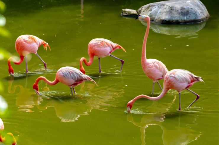 Vé Vinpearl Safari Phú Quốc