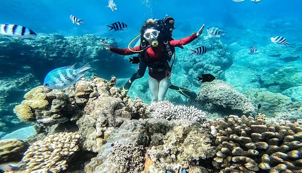Tour Lặn Biển Nha Trang Scuba Diving | Ngắm San Hô 1 Ngày