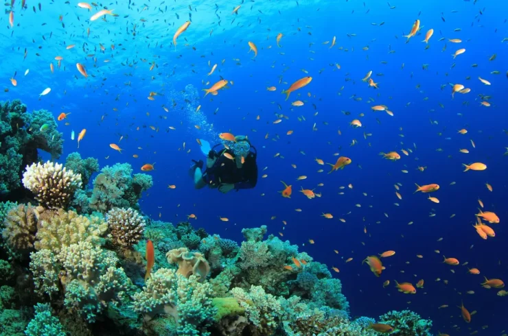 Tour trải nghiệm lặn biển Nam Phú Quốc