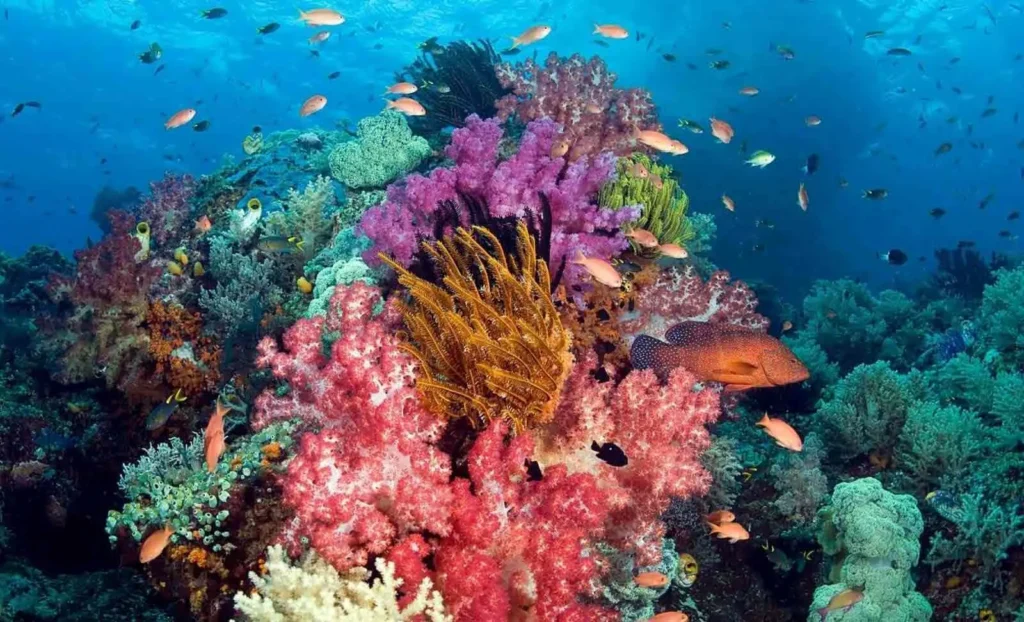 Tour trải nghiệm lặn biển Nam Phú Quốc