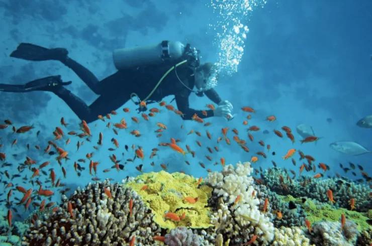 Tour trải nghiệm lặn biển Nam Phú Quốc